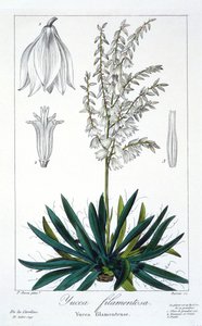 Yucca filimentosa, pub. 1836 - Panacre Bessa