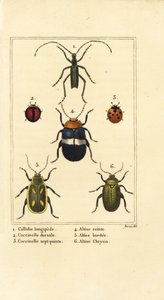 Callidium longipes 1, coccinelles, Jauravia dorsalis 2, Coccinella septempunctata 3, altises, Altica cincta 4, Altica emarginata 5, et Altica chrysis 6 - Pancrace (after) Bessa