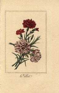 Œillet, Dianthus caryophyllus - Pancrace (after) Bessa