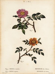 Églantier, Rosa canina, Rosier des chiens 1, et églantier à petites feuilles, Rosa sepium, Rosa agrestis, Rosier des haies 2