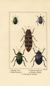 Chrysochus auratus 1, Hoplia argentea 2, bupreste de Banksia, Cyrioides imperialis 3, Eumolpus fulgidus 4, et Eumolpus surinamensis 5 - Pancrace (after) Bessa