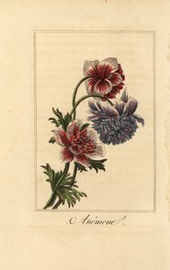 Anémone hybride, Anemone coronaria - Pancrace (after) Bessa