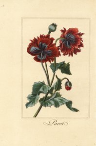 Variété hybride de pavot, Papaver rhoeas - Pancrace (after) Bessa