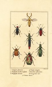 Lampyre, staphylin érythroptère 2, espèce de staphylin 3, Ampedus sanguineus 4, Silpha pedemonta 5, Temnoscheila virescens 6, et cétoine dorée, Cetonia aurata 7 - Pancrace (after) Bessa