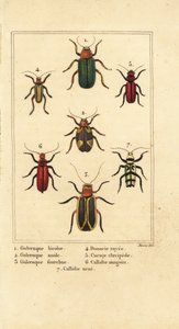 Coléoptères des feuilles, espèces de Galeruca 1, Aulacophora analis 2, Cyclotrypema furcata 3, Donacia vittata 4, coléoptère plat de l