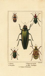 Coléoptère des marais, Elodes 1, coléoptère Harpalus 2, coléoptère bijou, Buprestis 3, coléoptère des puces, Altica famelica 4, et cétoine des roses, espèces de Cetonia 5 - Pancrace (after) Bessa