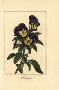 Pensée, Viola tricolor var - Pancrace (after) Bessa