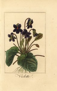 Violette odorante, Viola odorata - Pancrace (after) Bessa