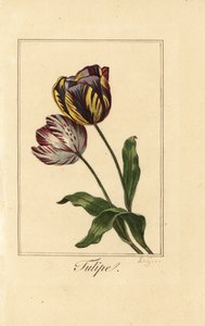 Variétés de tulipe, Tulipa gesneriana - Pancrace (after) Bessa