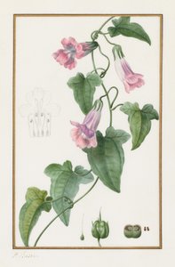 (Botanique : Maurandia semperflorens) - Pancrace Bessa