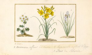 Anémone, hémérocalle et iris - Pancrace Bessa
