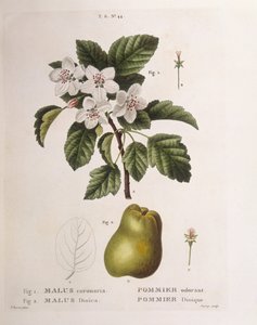 Pommier sauvage (Malus coronaria), Henry Louis Duhamel du Monceau, planche botanique par Pancrace Bessa - Pancrace Bessa