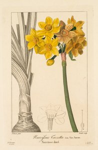 Flore des Jardiniers, Amateurs et Manufacturiers : Polyanthus ou Narcisse en grappe, 1836 - Pancrace Bessa