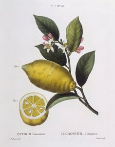 Citron (Citrus limonium), Henry Louis Duhamel du Monceau, planche botanique par Pancrace Bessa - Pancrace Bessa