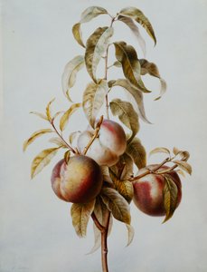 Trois pêches sur une branche - Pancrace Bessa