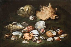Nature morte aux coquillages - Paolo Porpora