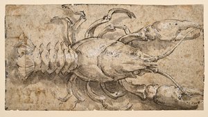 Écrevisse (recto) - Parmigianino