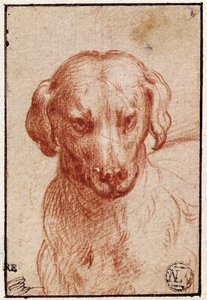 Tête de chien - Parmigianino