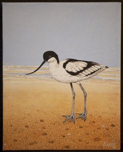 Avocet, 2016 - Pat Scott