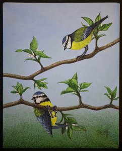 Bluetits, 2016 - Pat Scott