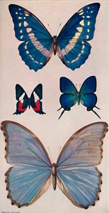 Quelques papillons de Rios, 1914 - Patten Wilson