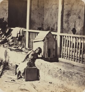 Chien de Garvel (Martinique),1870s (photo) - Paul Emile Miot