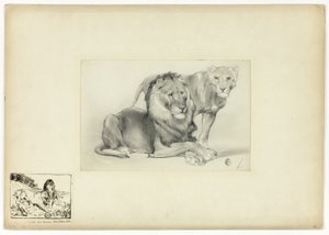 Lion et Lionne