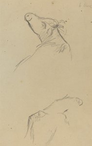 Deux têtes de vache [verso]