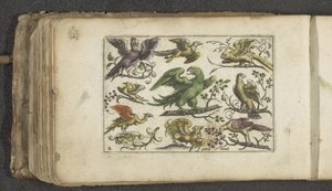 Rapace et dix autres oiseaux