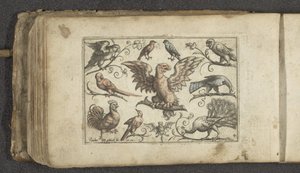 Rapace, neuf autres oiseaux et une chauve-souris