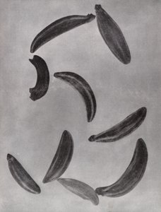 Graines de carvi - Paul Henning
