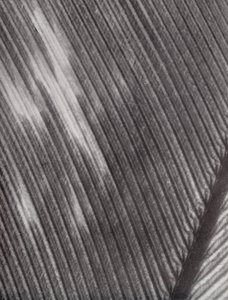 Plume (photo n/b)