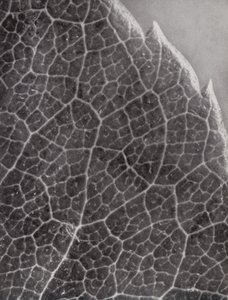 Feuille de rose (photo n/b)
