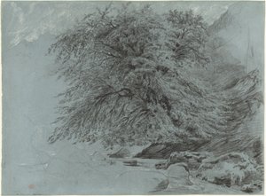 Un hêtre sauvage en pleine feuille - Paul Huet