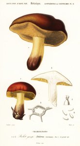 Bolet, Boletus circinans (gravure) - Paul Louis Oudart
