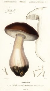 Cèpe, boletus edulis (gravure) - Paul Louis Oudart