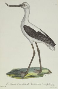 Avocette à tête blanche, début du XIXe siècle - Paul Louis Oudart