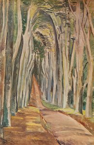 Forêt de Savernake