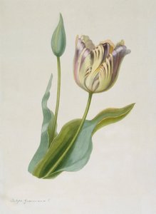 Tulipa, Tulipe, vers 1840-1880