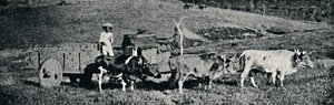 Carro de boi, 1895 - Paulo Sack