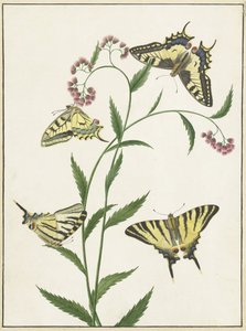 Quatre papillons sur des fleurs - Paulus Knogh