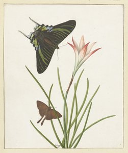 Deux papillons près d