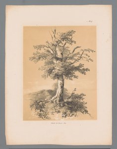 Arbre (Vues pittoresques par Paulus Lauters)