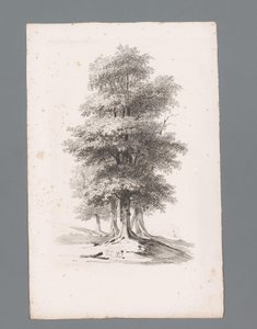 Groupe avec cinq arbres