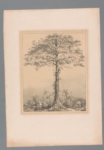 Arbre Kankantri - Paulus Lauters