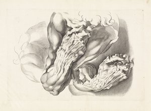 Études anatomiques de bras - Paulus Pontius