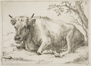 Vache couchée à côté d