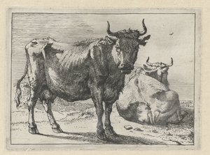Une vache debout et une vache couchée