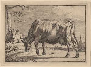 Vache en train de paître