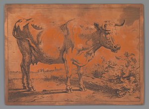 Vache - Paulus Potter